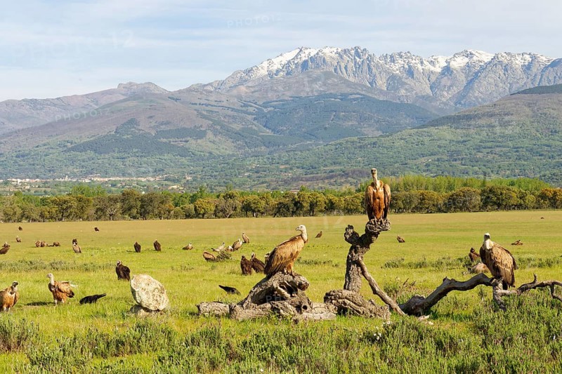 Griffon Vulture (Gyps fulvus), and Black Vulture (Aegypius monaschus) on the Luderplatz, in front of the Sierra de GredosCastilla-La Mancha, Spain, Europe