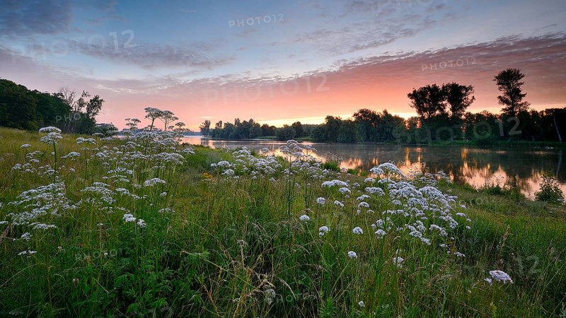 Morning glow on the Old Rhine with valerian (Valeriana officinalis) and deciduous trees, Xanten, Lower Rhine, North Rhine-Westphalia, Germany, Europe