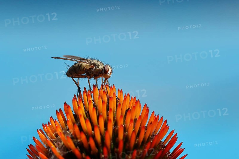 Grey flesh fly (Sarcophaga carnaria), on flower of a purple cone flower (Echinacea purpurea), Wilden, North Rhine-Westphalia, Germany, Europe