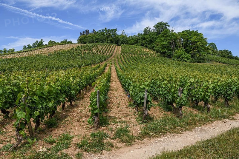 Vineyards near Vézelay, Yonne department, Bourgogne-Franche-Comté region, Burgundy, France, Europe