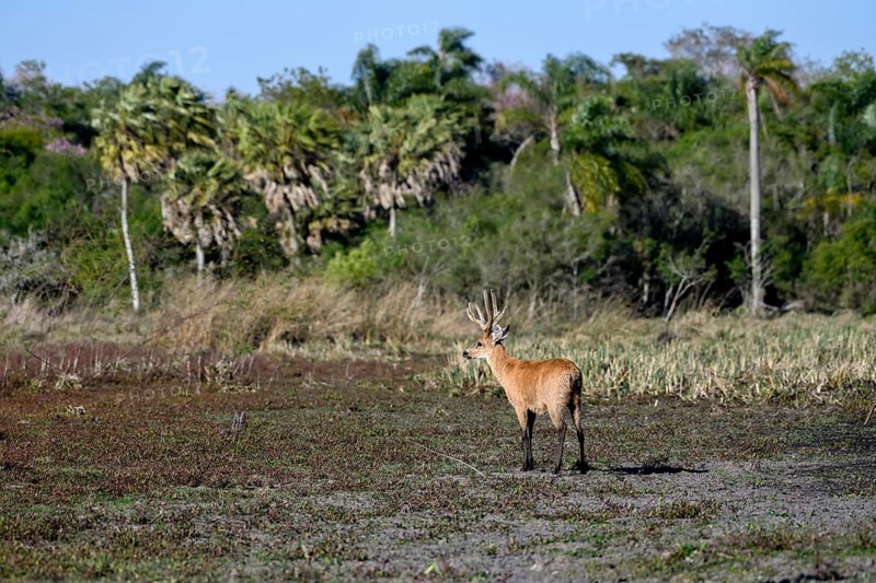 Pampas deer (Ozotoceros bezoarticus), male with velvet antlers, in Colonia Carlos Pellegrini, Esteros del Iberá, Province of Corrientes, Argentina, South America