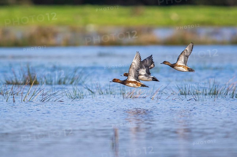 Eurasian Wigeon (Mareca penelope), birds in flight over Marshes