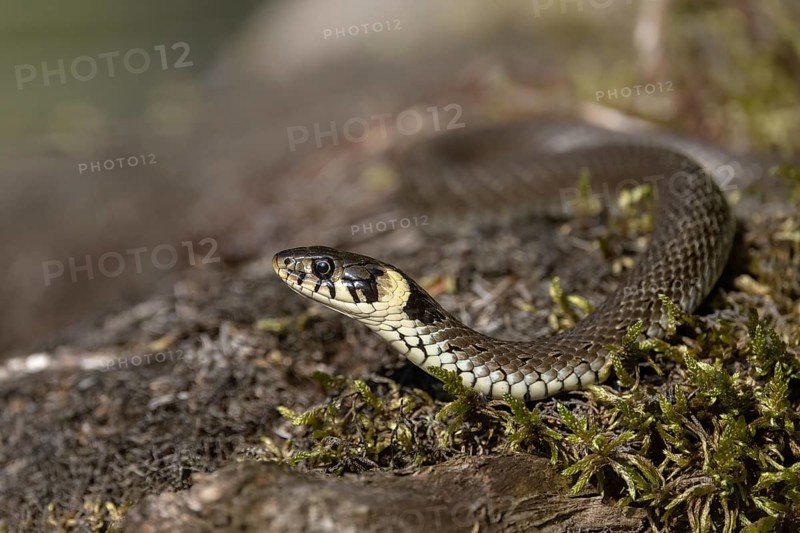 Grass snake on mossy tree trunk, Austria, Upper Austria, Europe