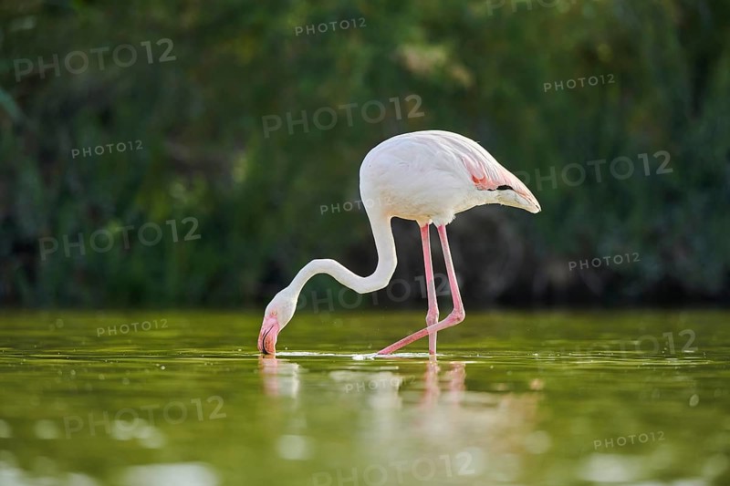 Greater Flamingo (Phoenicopterus roseus) walking in the water, Parc Naturel Regional de Camargue, France, Europe