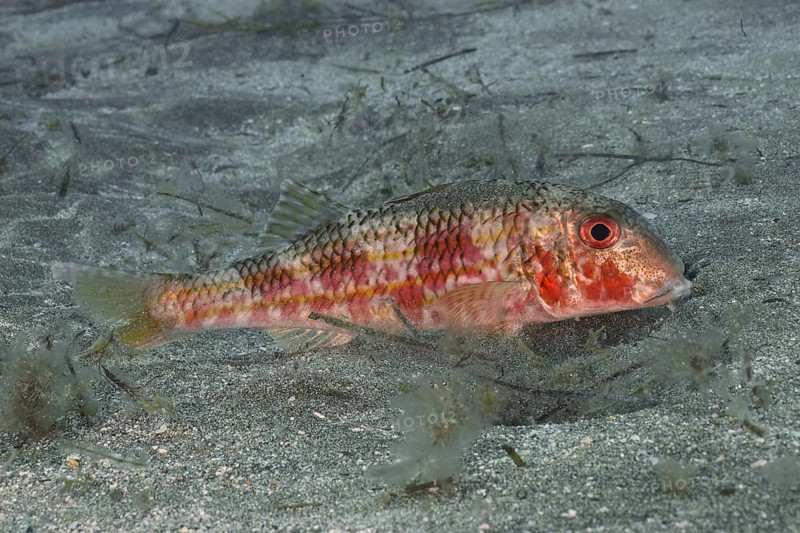 Striped red mullet (Mullus surmuletus), dive site El Cabron Marine Reserve, Arinaga, Gran Canaria, Spain, Atlantic Ocean, Europe
