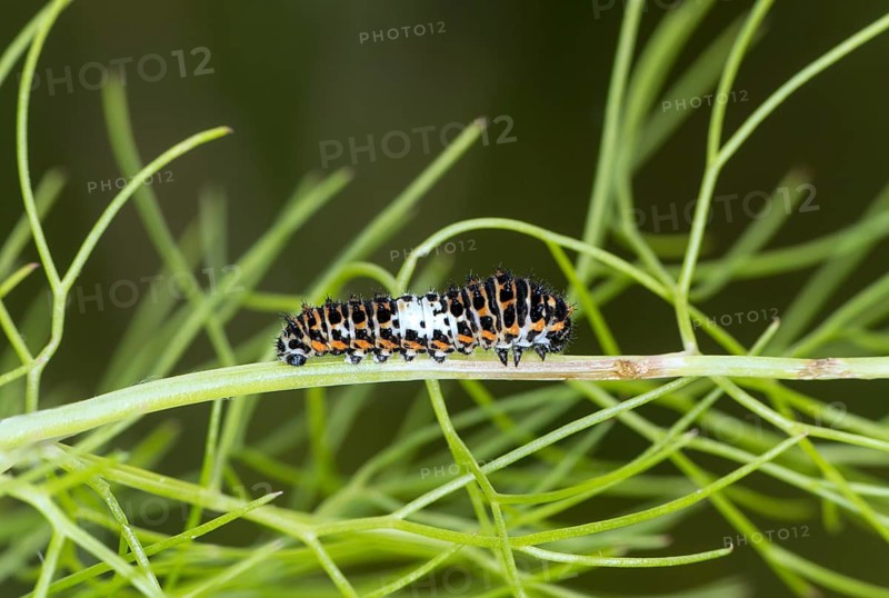 Young developmental stage of the swallowtail caterpillar, which resembles a pile of bird droppings with its white saddle patch to camouflage itself from predators, Valais, Switzerland, Europe