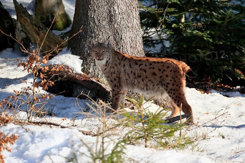 Carpathian lynx (Lynx lynx carpathicus), adult, in winter, in snow, alert, Bavarian Forest, Bavaria, Germany, Europe
