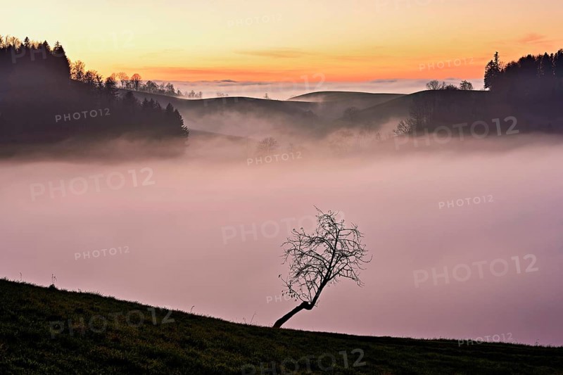 Tree in drumlin landscape in the fog, in the light of the setting sun, Hirzel, Canton Zurich, Switzerland, Europe