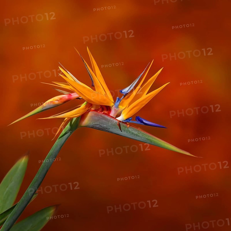 Flowering strelitzia (Strelitzia reginae)