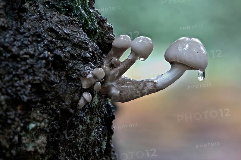 Porcelain fungi (Oudemansiella mucida), Emsland, Lower Saxony, Germany, Europe