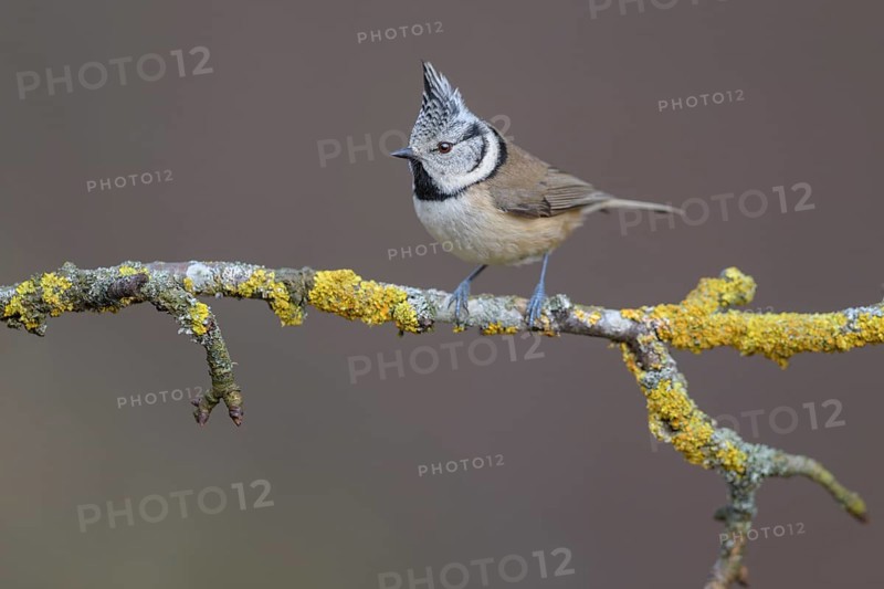 Crested Tit (Lophophanes cristatus), on a branch covered with yellow lichen, Biosphere Reserve, Swabian Alb, Baden-Württemberg, Germany, Europe