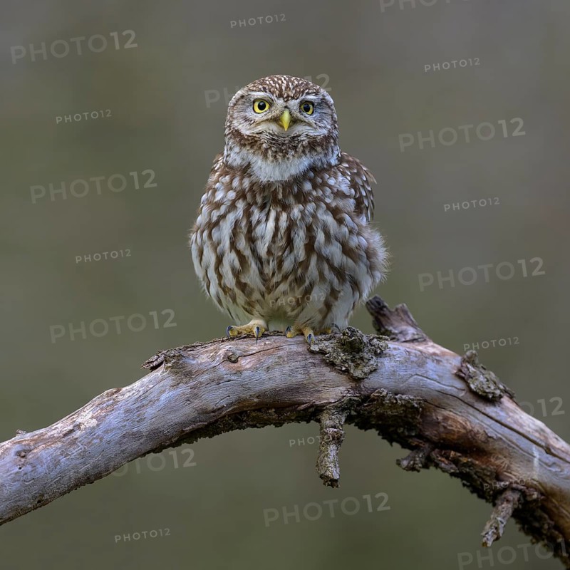 Little Owl (Athene noctua), calling male on dead apple tree branch, Biosphere Reserve, Swabian Alb, Baden-Württemberg, Germany, Europe