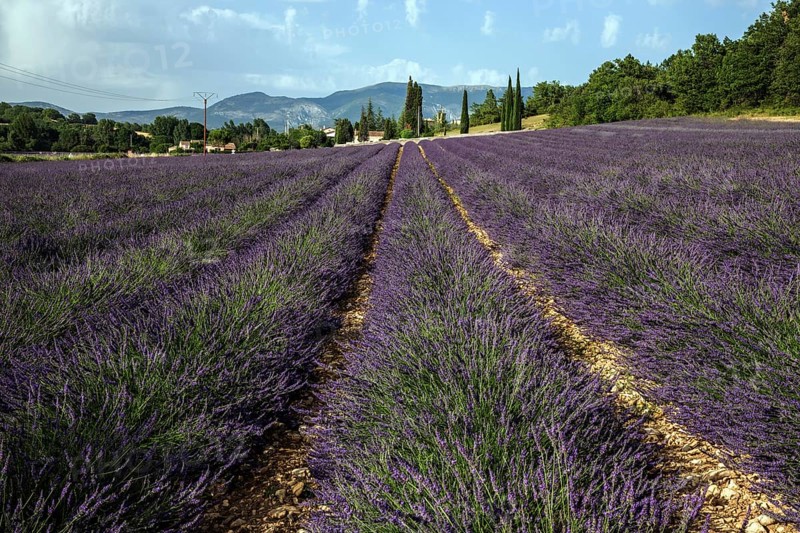 Lavender field, flowering true lavender (Lavandula angustifolia), Roumoules, Plateau de Valensole, Provence, Provence-Alpes-Cote d Azur, South of France, France, Europe