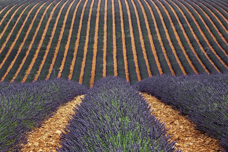 Wavy lavender field, flowering true lavender (Lavandula angustifolia), D56, between Valensole and Puimoisson, Plateau de Valensole, Provence, Provence-Alpes-Cote d Azur, South of France, France, Europe