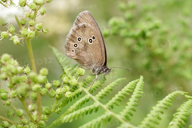 Butterfly, ringlet (Aphantopus hyperantus), butterfly, insect, fern, brown, wings, macro, close-up of brown forest bird sitting on the green leaves of the fern