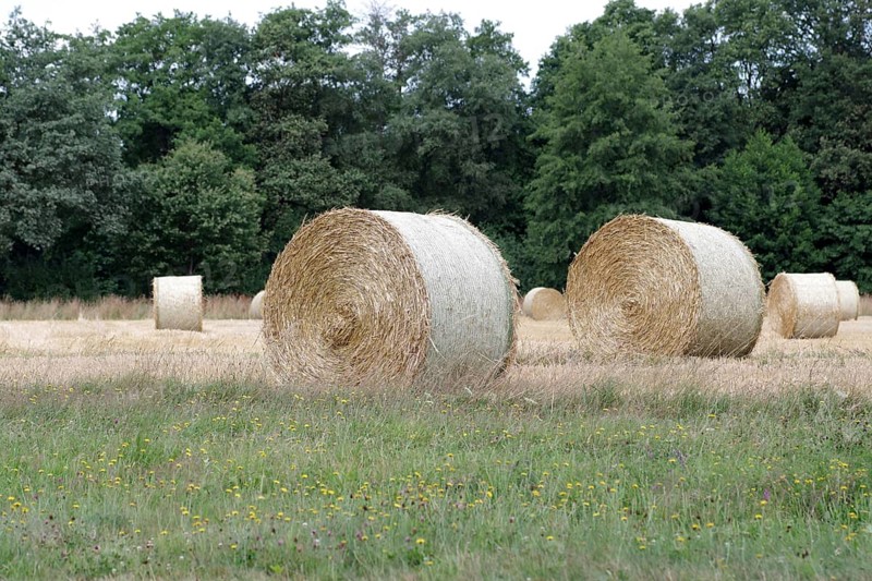 Landscape, Straw round bales, Field, Straw, Grain, Grain harvest, Agriculture, Germany, Finished straw bales lying in the field, ready for collection, Europe