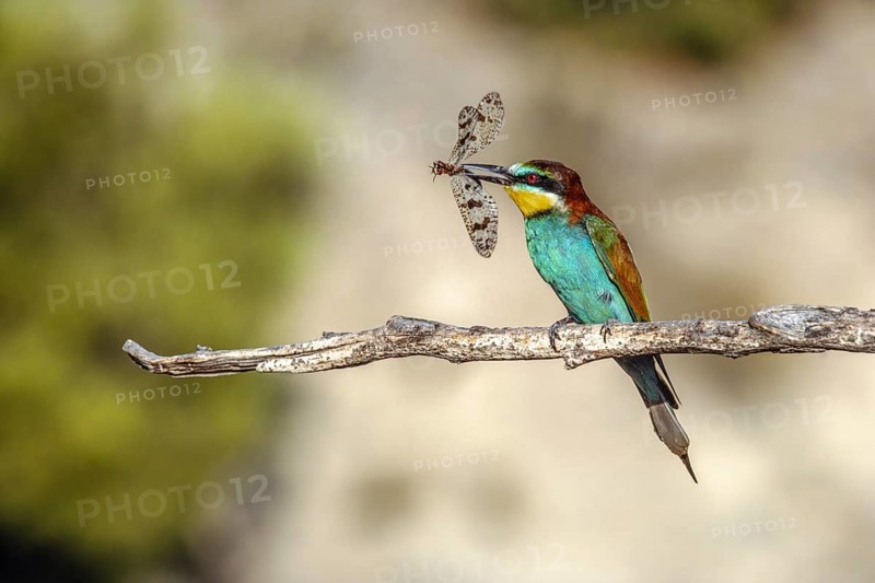 European bee friend (Merops apiaster) with a Mediterranean antlion (Palpares libelluloides) . Saint-Gilles, Nimes, Gard, Occitania, France, Europe