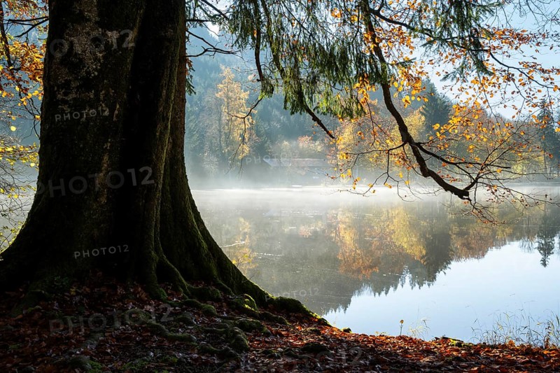 The Hengelesweiher pond in the Hengelesweiher nature reserve in autumn. A tree in the foreground. The morning mist rises from the lake. The landscape is reflected in the lake. Good weather. Isny im Allgäu, Adelegg nature reserve, Allgäu, Baden-Württemberg, Germany, Europe