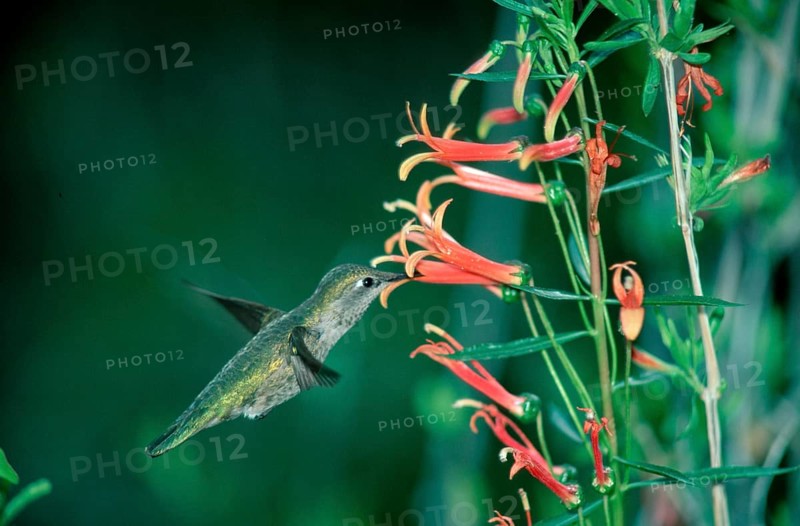 Anna's hummingbird (Calypte anna), female, Arizona, USA, Anna's Hummingbird, Sonoran Desert, America, america, animals, bird, birds, outside, outdoors, flowers, lateral, side, landscape, horizontal, adult, diet, food, feeding, movement, fly, North America