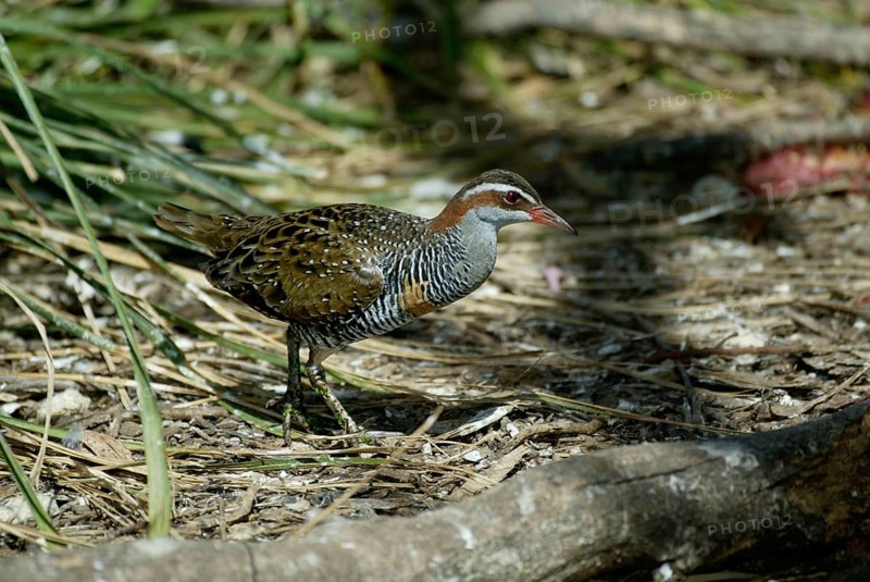 Buff-banded rail (Rallus philippensis) Australia
