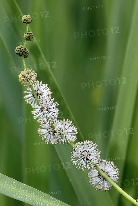 Branched Bur-reed (Sparganium erectum), Germany, Europe