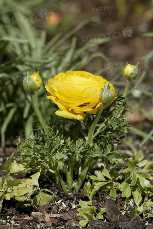 Buttercup (Ranunculus asiaticus)