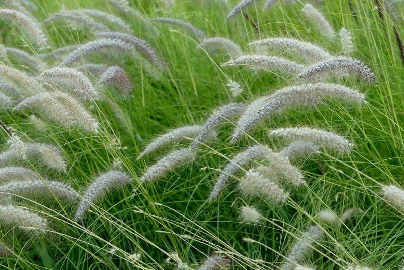 Fountain Grass (Pennisetum alopecuroides), Lampenputzergras, Graeser (Gramineae), Zierpflanzen, ornamental plants, Querformat, horizontal, bluehend, blooming