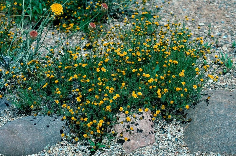 Dogbane, Arizona (Dyssodia pentachaeta), USA, North America