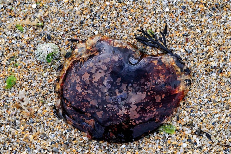 Lion's mane jellyfish (Cyanea capillata), hair jelly washed ashore on beach, Brittany, France, Europe