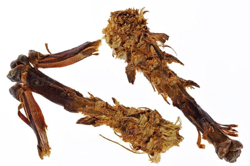 Cones of scots pine (Pinus sylvestris), stripped by red eurasian red squirrel (Sciurus vulgaris), feeding remains