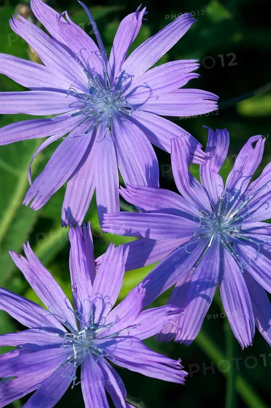 Common chicory (Cichorium intybus), Chicory (Compositae), Common chicory in flower