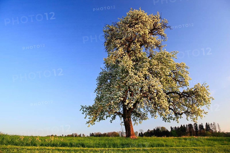 Pear tree in bloom ( Pyrus pyraster) , Pear tree, Switzerland, Europe