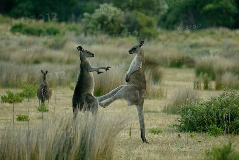 Eastern Grey Kangaroos (Macropus giganteus) Australia