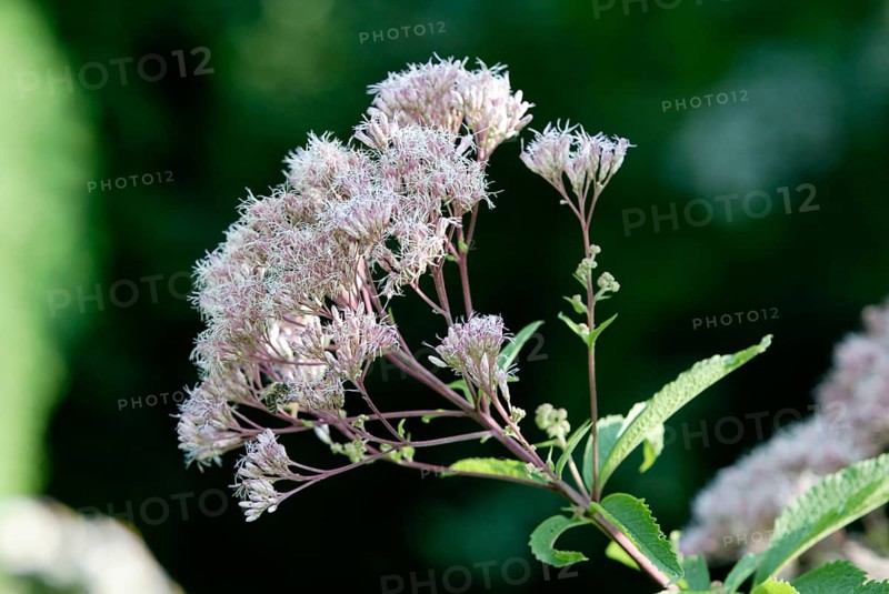 Hemp Agrimony (Eupatorium cannabinum), Water Wort, Flowers, Garden Plants, Headed Flowering Plants, Landscape, Horizontal, hemp agrimony, Blossom (Compositae), Flower