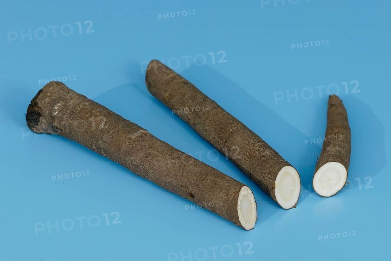 Black Salsify (Scorzonera hispanica), roots, Schwarzwurzel, Wurzeln, Gemuese, vegetable, Freisteller, cut out, Objekt, object, innen, Studio, indoor, Querformat, horizontal, Nahrungsmittel, food