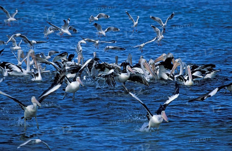 Australian australian pelican (Pelecanus conspicillatus) and gulls, Kangaroo Island, Australia, Oceania