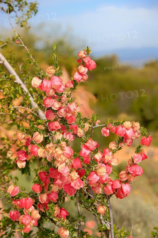 Chinese lantern tree, Western Cape, South Africa (Nymania capensis)