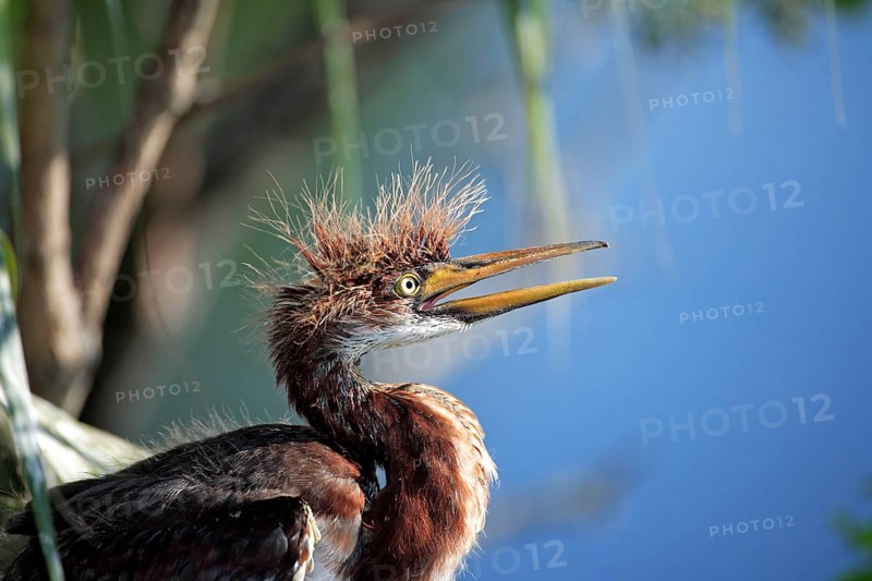 Tricolored heron (Egretta tricolor), juvenile, Florida, heron, lateral, USA, North America