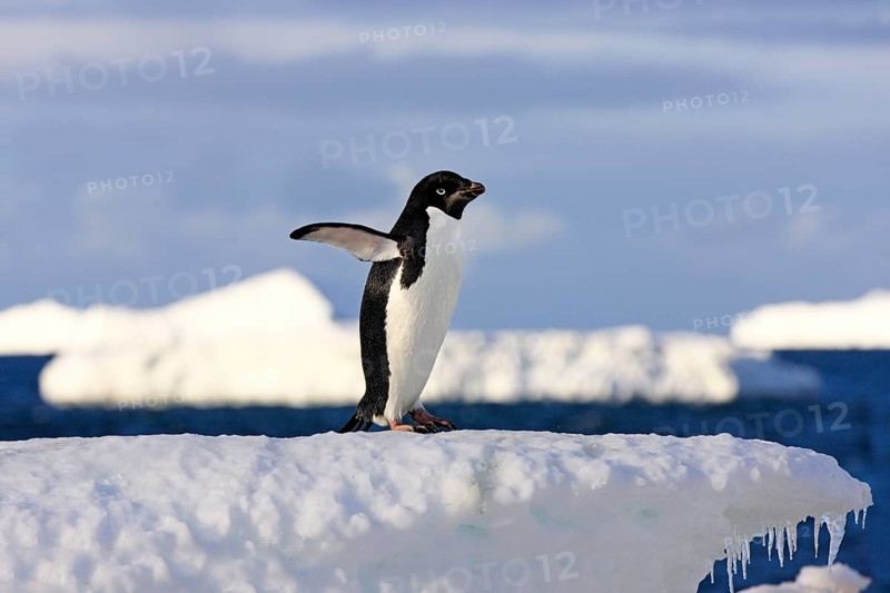 Adelie Penguin (Pygoscelis adeliae), adult on ice floe, Antarctica, Devil Island, Weddell Sea, Antarctica