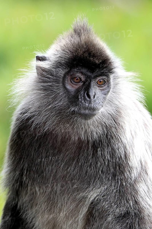 Silver leaf monkey, Labuk Bay, Sabah, Borneo (Presbytis cristatus), Silvery silvery lutung (Trachypithecus cristatus), Malaysia, Asia