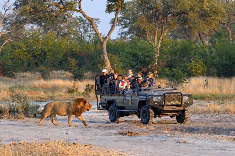 Tourists watching a Lion (Panthera leo), male passing Jeep, Khwai region, North-West District, Okavango Delta, Botswana, Africa