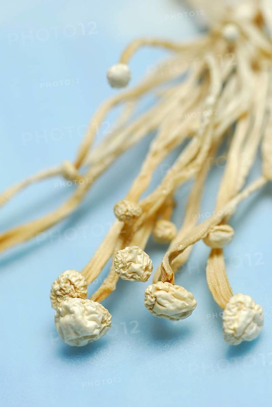 Enoki mushrooms (Flammulina velutipes) dried, Golden needle mushroom