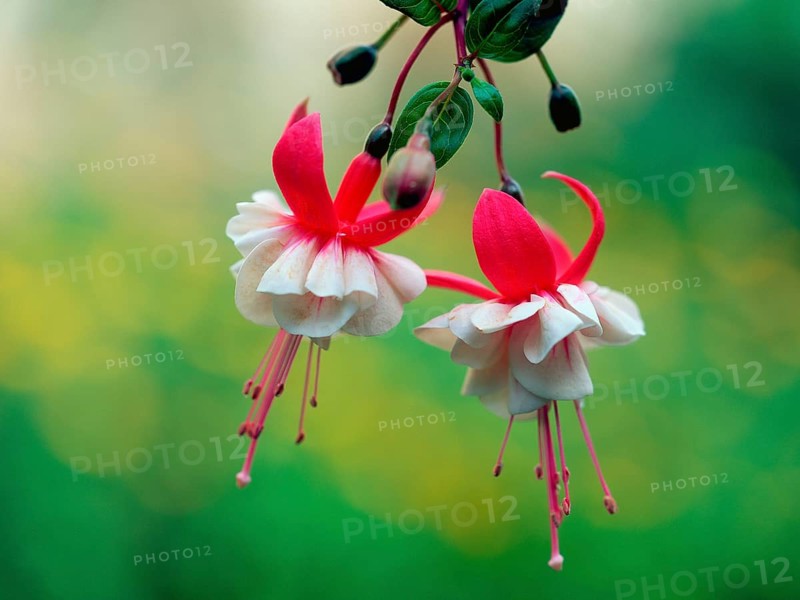 Fuchsia (fuchsia hybrids)