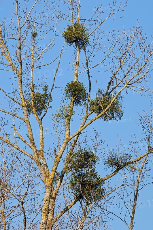 European mistletoe (Viscum album), common mistletoe, hemiparasite growing on poplar branches in spring