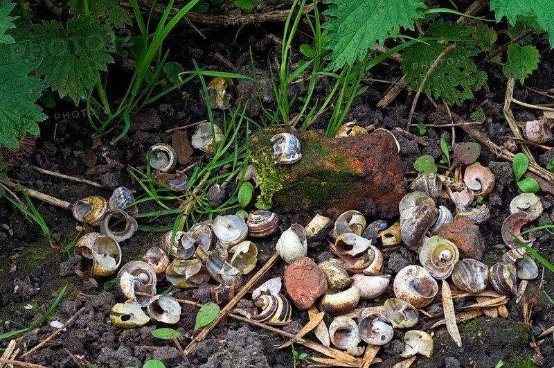 Anvil stone and broken shells of grove snails, favourite food of the song thrush (Turdus philomelos)