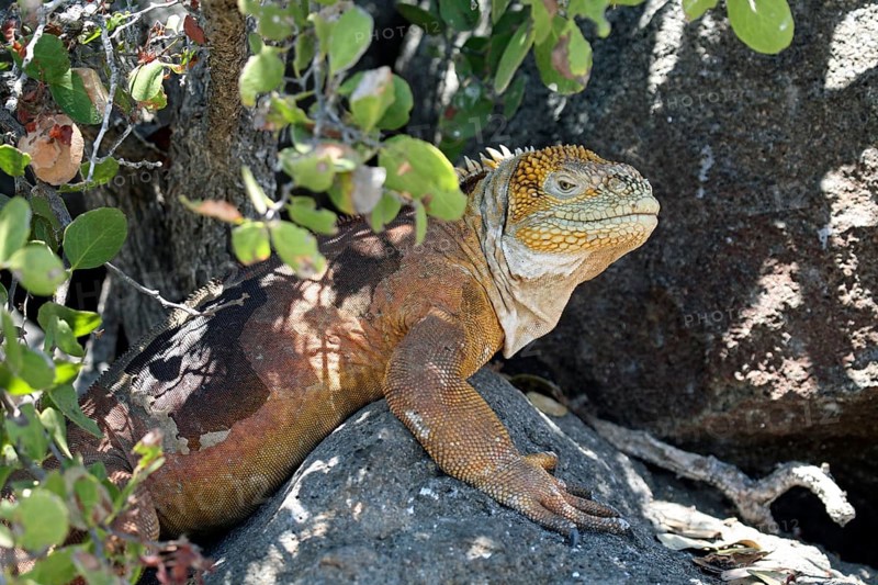 Galapagos land iguana (Conolophus subcristatus) portrait, North Seymour island, Galápagos Islands, Ecuador, Latin America, South America