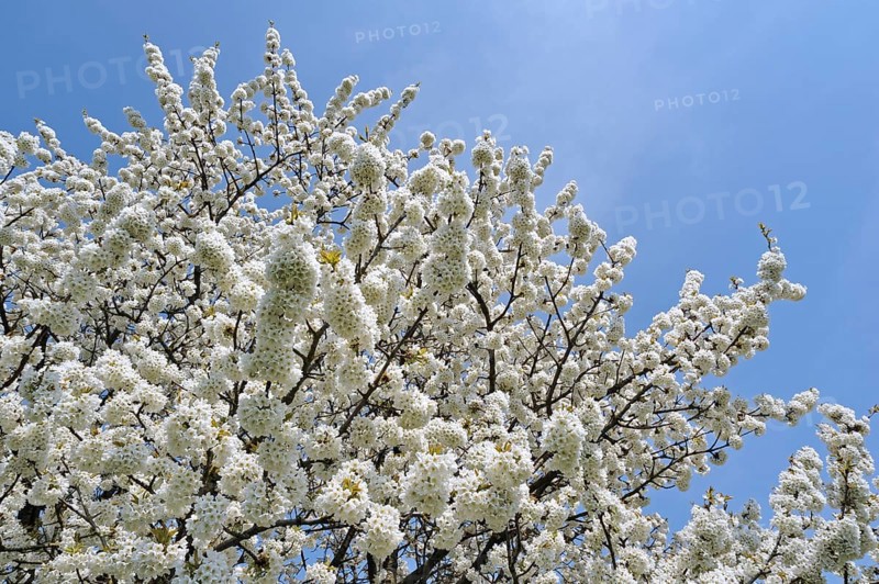 Cherry tree blossoming (Prunus avium) (Cerasus avium) against blue sky, Haspengouw, Belgium, Europe