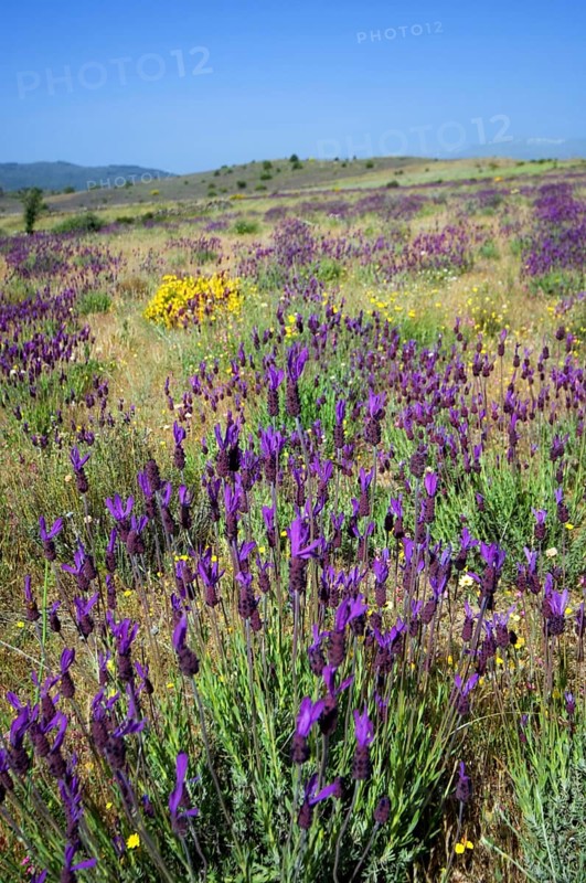 French lavender, Spanish lavender (Lavandula stoechas), topped lavender in flower