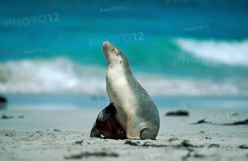 Australian Sea Lion (Neophoca cinerea), Kangaroo Island, Australia, Oceania