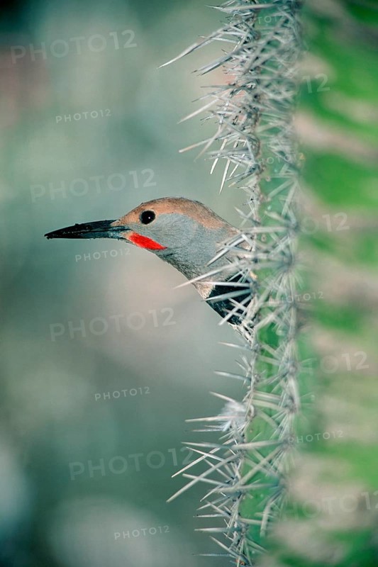 Common Flicker looking out of Saguaro cactus, Sonora desert, Arizona, USA (Colaptes auratus)